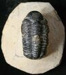 Bargain Reedops Trilobite Fossil - Long #15475-2